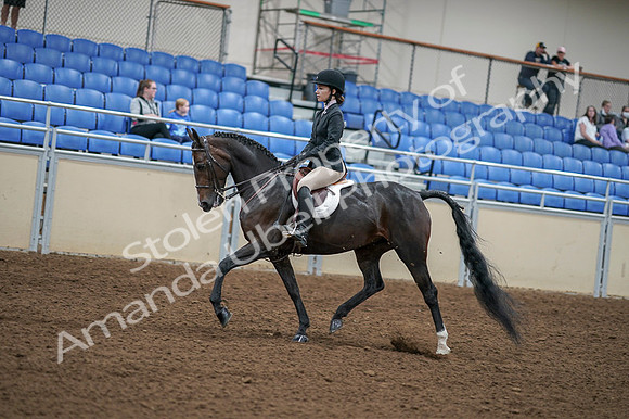 2020 - AB Morgan Horse - Fri, Sept 04 - 05821