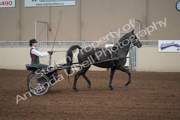 2019 Morgan Horse Show - Aug 31, 2019 - 04698