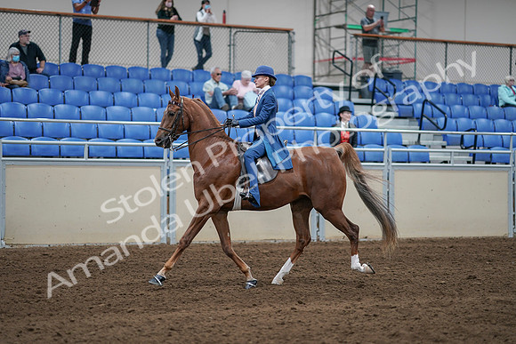 2020 - AB Morgan Horse - Sat, Sept 05 - 06197