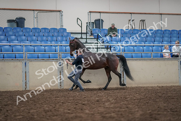 2019 Morgan Horse Show - Aug 31, 2019 - 03640