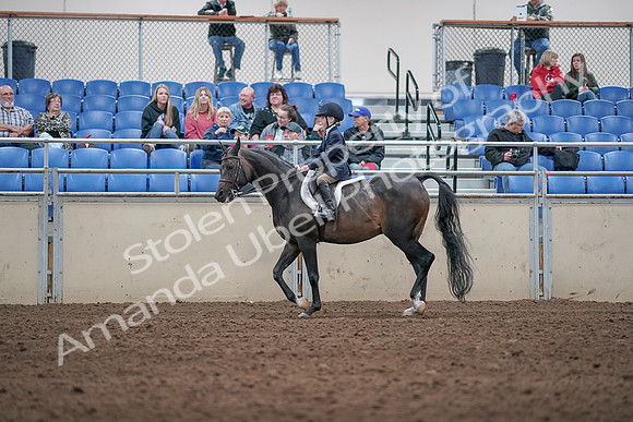 2019 Morgan Horse Show - Aug 31, 2019 - 19517