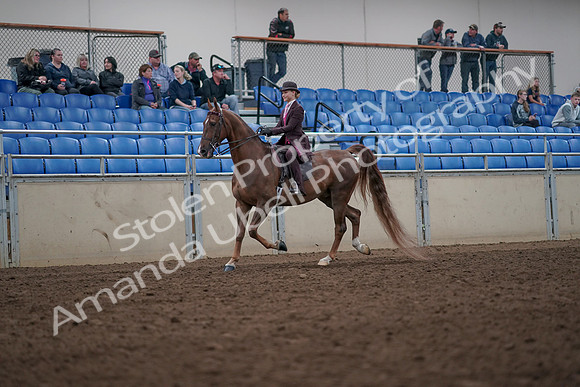 2019 Morgan Horse Show - Aug 31, 2019 - 20502