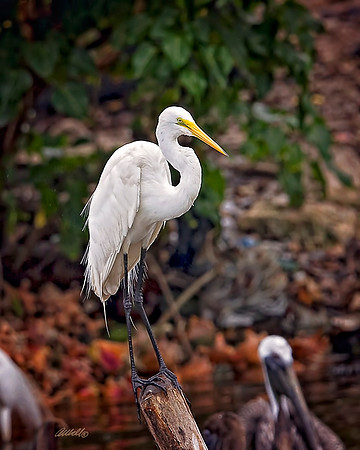 Birds - 255
