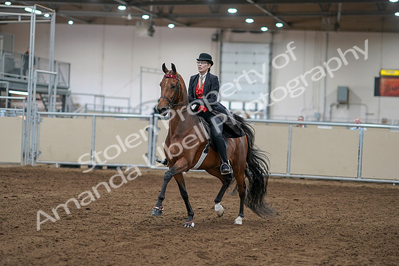 2020 - AB Morgan Horse - Sat, Sept 05 - 06692