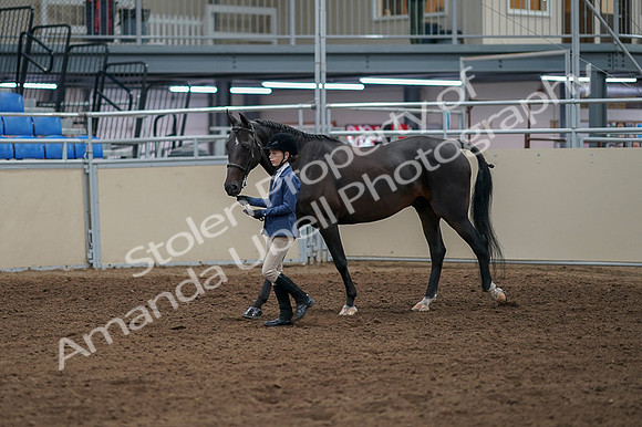 2020 - AB Morgan Horse - Fri, Sept 04 - 00918