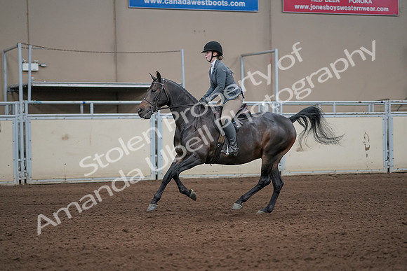 2019 Morgan Horse Show - Sept 01, 2019 - 10983