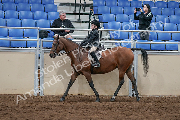 2020 - AB Morgan Horse - Sun, Sept 06 - 07725