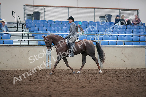 2019 Morgan Horse Show - Aug 31, 2019 - 14749