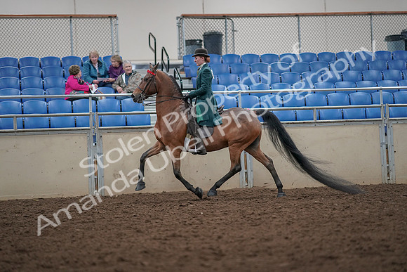 2019 Morgan Horse Show - Aug 30, 2019 - 27967