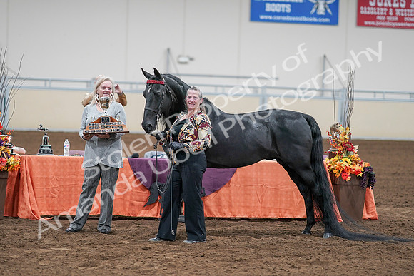 2020 - AB Morgan Horse - Sat, Sept 05 - 00127