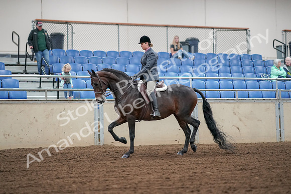 2019 Morgan Horse Show - Aug 30, 2019 - 13887