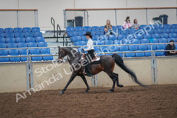 2019 Morgan Horse Show - Aug 30, 2019 - 16869