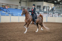 2020 - AB Morgan Horse - Fri, Sept 04 - 09507