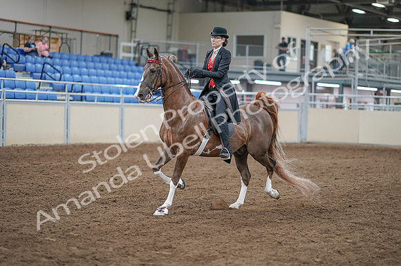 2020 - AB Morgan Horse - Fri, Sept 04 - 09507