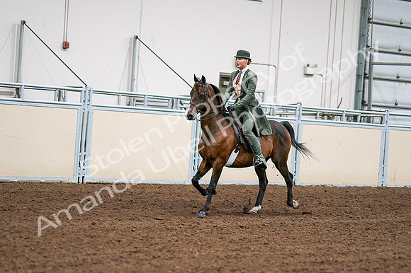 2020 - AB Morgan Horse - Fri, Sept 04 - 03283