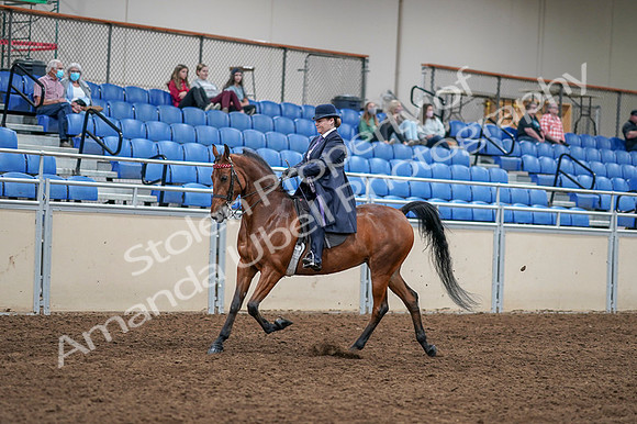 2020 - AB Morgan Horse - Fri, Sept 04 - 11215