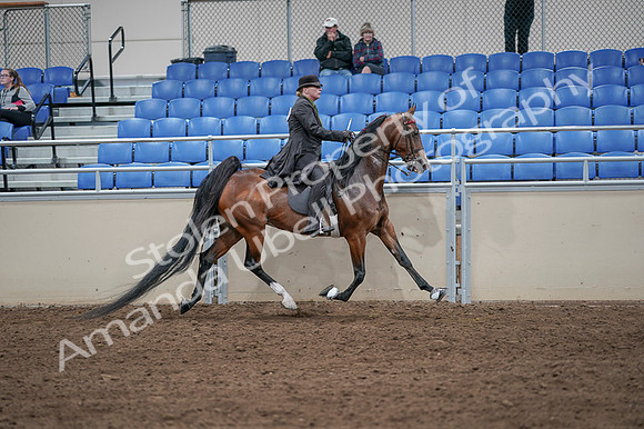 2020 - AB Morgan Horse - Fri, Sept 04 - 09820