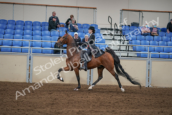 2020 - AB Morgan Horse - Sat, Sept 05 - 06746