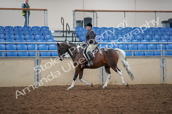 2019 Morgan Horse Show - Aug 30, 2019 - 22237