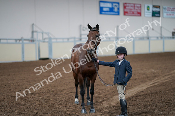 2020 - AB Morgan Horse - Fri, Sept 04 - 01028