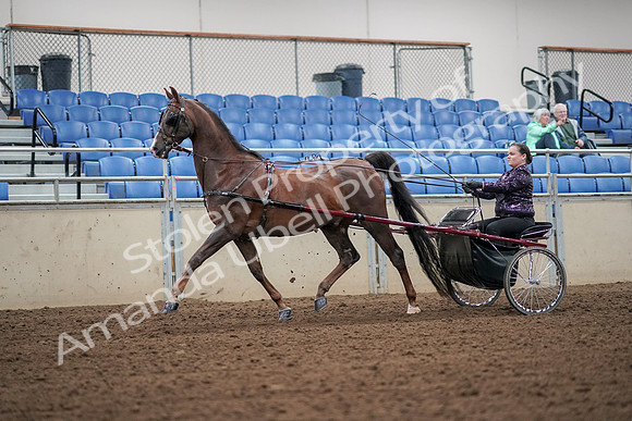 2019 Morgan Horse Show - Aug 30, 2019 - 13172