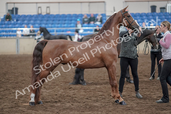 2019 Morgan Horse Show - Aug 31, 2019 - 03759