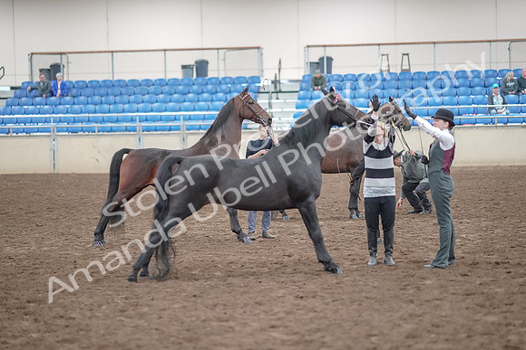 2019 Morgan Horse Show - Aug 31, 2019 - 03698