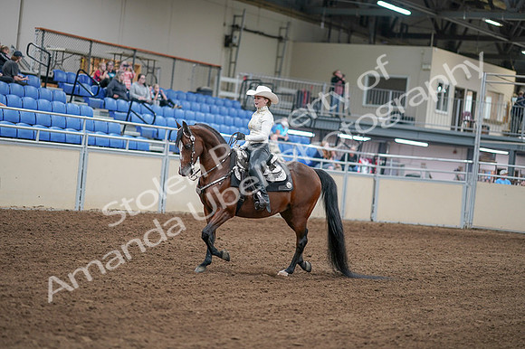 2020 - AB Morgan Horse - Fri, Sept 04 - 08259