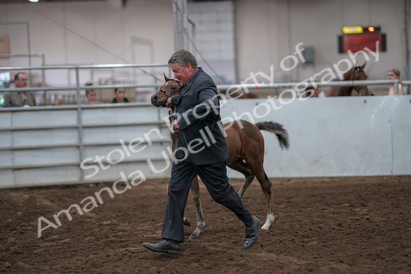 2019 Morgan Horse Show - Aug 31, 2019 - 00884
