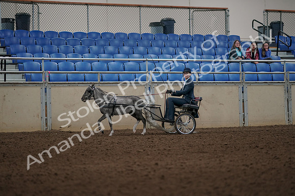 2019 Morgan Horse Show - Aug 31, 2019 - 04357