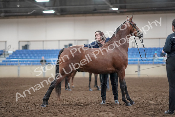 2019 Morgan Horse Show - Aug 31, 2019 - 01390