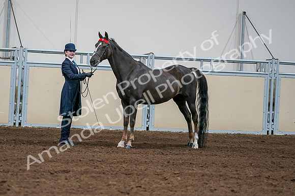 2020 - AB Morgan Horse - Fri, Sept 04 - 00685