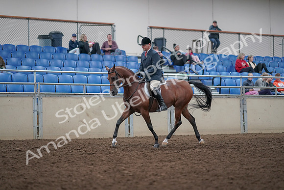 2019 Morgan Horse Show - Aug 31, 2019 - 14703