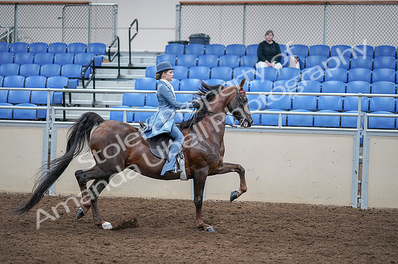 2020 - AB Morgan Horse - Fri, Sept 04 - 05075