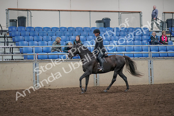 2019 Morgan Horse Show - Aug 31, 2019 - 07357