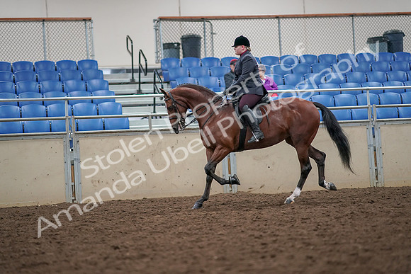 2019 Morgan Horse Show - Aug 30, 2019 - 20444