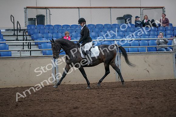 2019 Morgan Horse Show - Aug 31, 2019 - 16590
