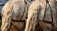 Horse Pull - 009