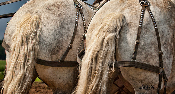 Horse Pull - 009