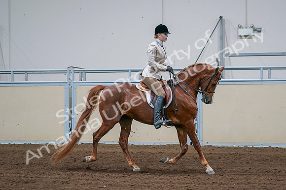 2020 - AB Morgan Horse - Fri, Sept 04 - 01719