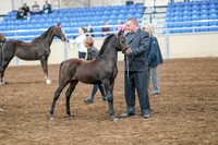 2020 - AB Morgan Horse - Sat, Sept 05 - 00679