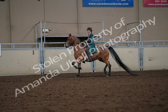 2019 Morgan Horse Show - Aug 30, 2019 - 27917