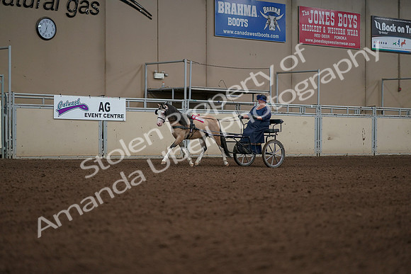 2019 Morgan Horse Show - Aug 31, 2019 - 04586