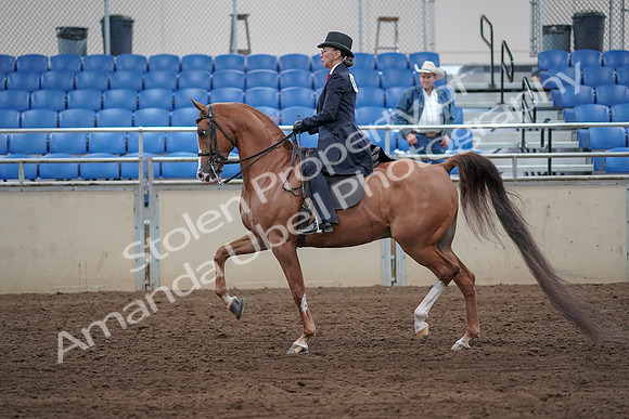 2019 Morgan Horse Show - Sept 01, 2019 - 11902
