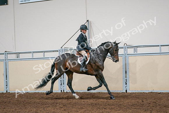 2020 - AB Morgan Horse - Sun, Sept 06 - 08077