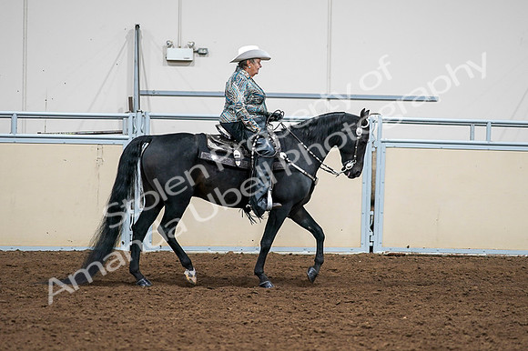 2020 - AB Morgan Horse - Fri, Sept 04 - 03542
