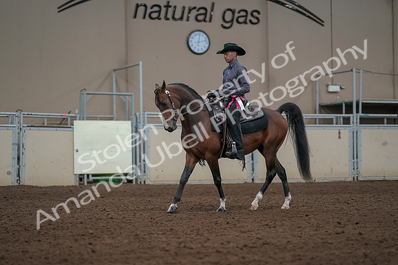 2019 Morgan Horse Show - Aug 31, 2019 - 06262