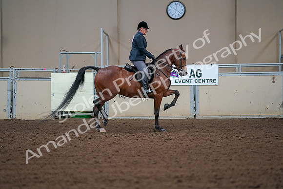 2019 Morgan Horse Show - Aug 30, 2019 - 20747