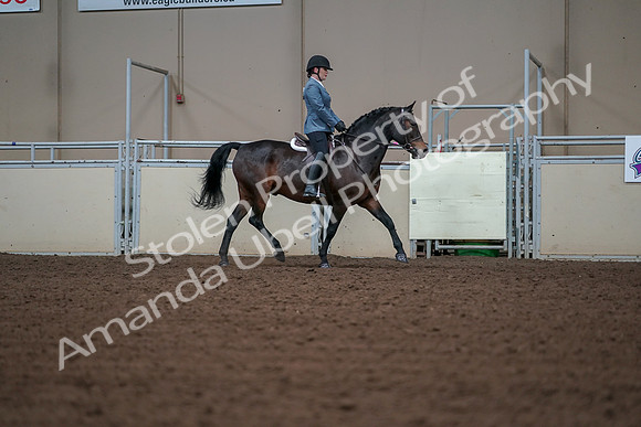 2019 Morgan Horse Show - Aug 30, 2019 - 18513