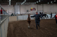 2019 Morgan Horse Show - Aug 31, 2019 - 00836